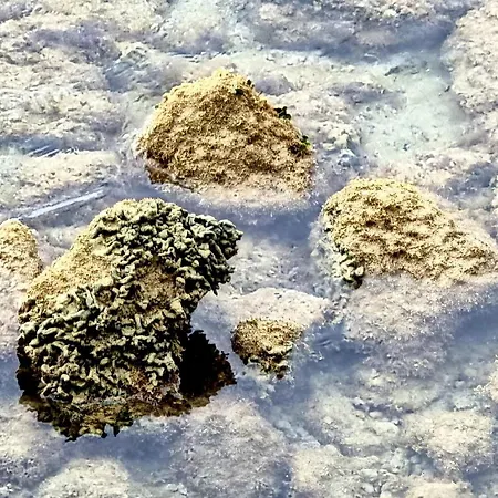 Miramar Arrecife (Lanzarote)